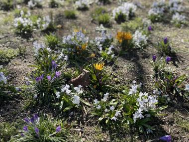 Blomster